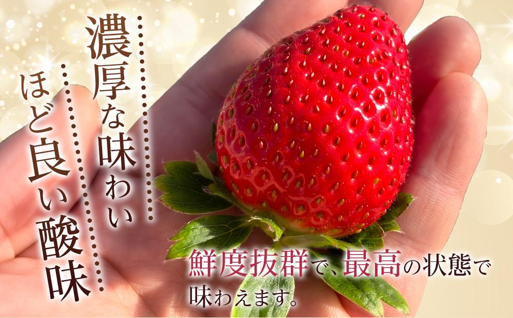岡山市産「晴苺」12～15粒 450g×1パック 贈答用 化粧箱入り＜北海道・沖縄県・離島配送不可＞