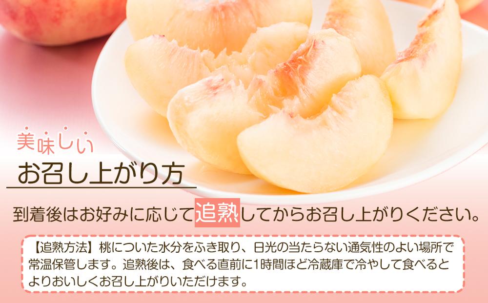 岡山市産 白桃 ご家庭用 約1.5kg 5~6玉 ＜2026年7月上旬～8月下旬頃出荷＞