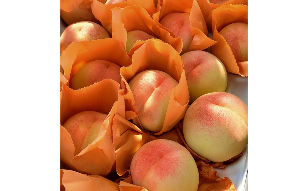 岡山市産 清水白桃 ご家庭用 大玉3玉 ＜2026年7月上旬～8月下旬頃出荷＞