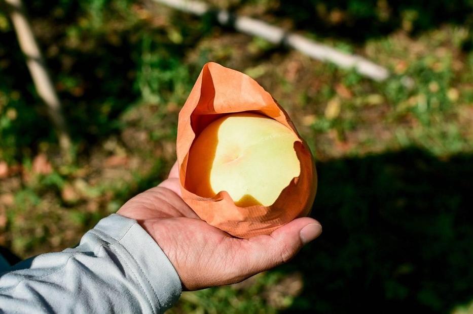 岡山白桃　約1.5kg（6玉前後）