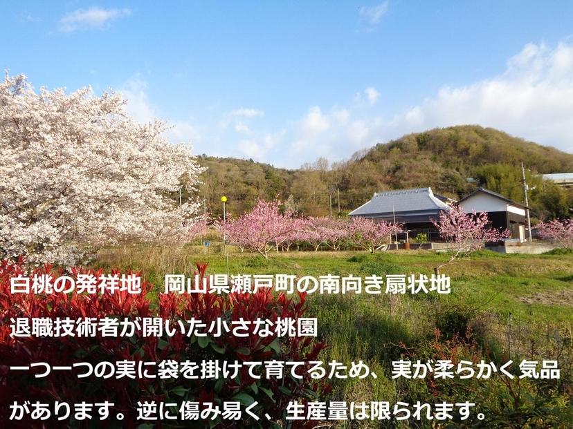 ふるさと納税 岡山市 桃 5~6個 瀬戸町 万と美桃園　