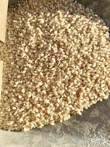 一粒万倍米（農薬・化学肥料不使用朝日米）玄米 5kg 令和7年産