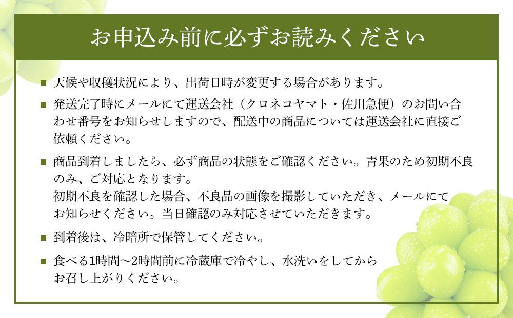 【2026年】 プレミアム シャイン マスカット 晴王 １房 約750g 赤秀品  岡山県産 船穂産 種無し 皮ごと食べる 9月以降にお届け フレッシュ 贈答用 ハレノフルーツ
