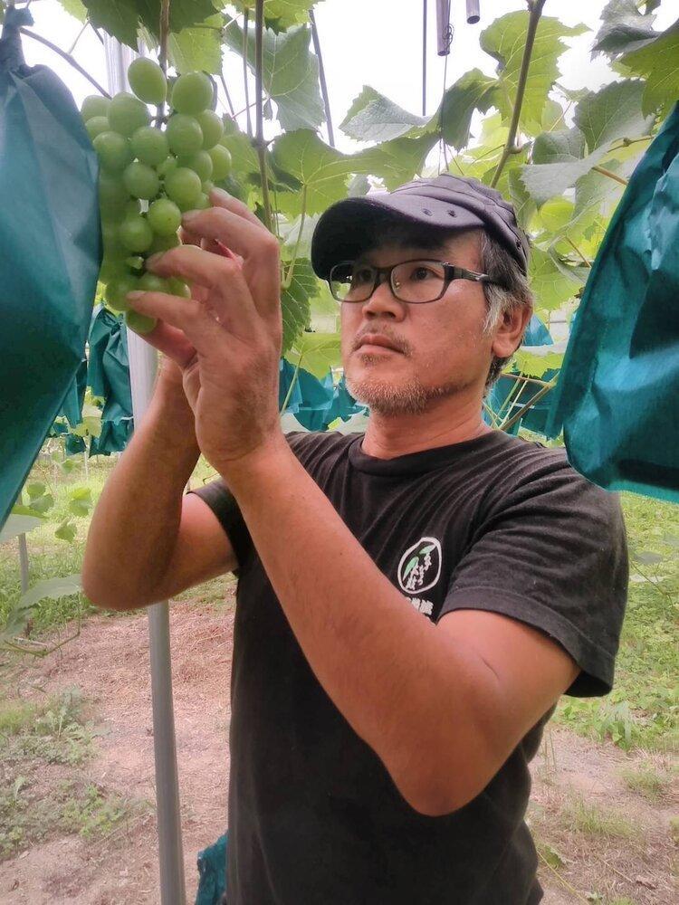 ぶどう 2026年  ニュー ピオーネ 約1.8kg 3～5房 減農薬 栽培 ブドウ 葡萄  岡山県産 国産 フルーツ 果物 ギフト  ばんの農園