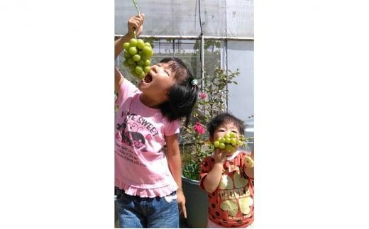 ぶどう 2026年  ニュー ピオーネ 1房 約500g  減農薬 栽培 ブドウ 葡萄  岡山県産 国産 フルーツ 果物 ギフト  ばんの農園