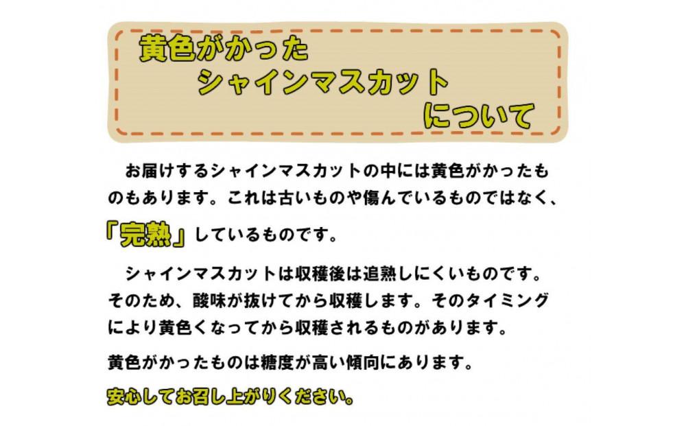 ぶどう 2025年  受付 シャインマスカット【 晴王 】【 8月発送分 】1房（約650g）秀品 【配送不可：離島】