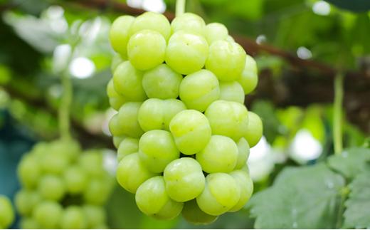 定期 2026年  晴れの国 岡山県産 フルーツ定期便 5回コース