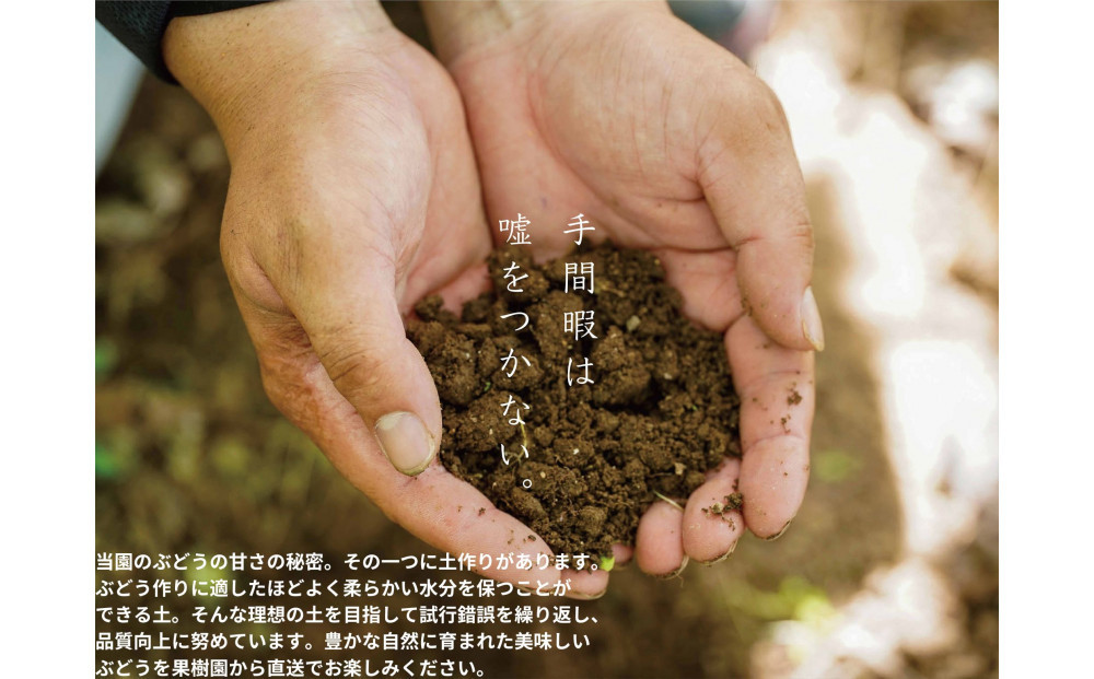 厳選 シャインマスカット・瀬戸ジャイアンツ 2～3房 合計1.7kg以上 詰合せ 産地直送 朝採れ ぶどう 葡萄 Kawahara Green Farm 岡山県産 2026年