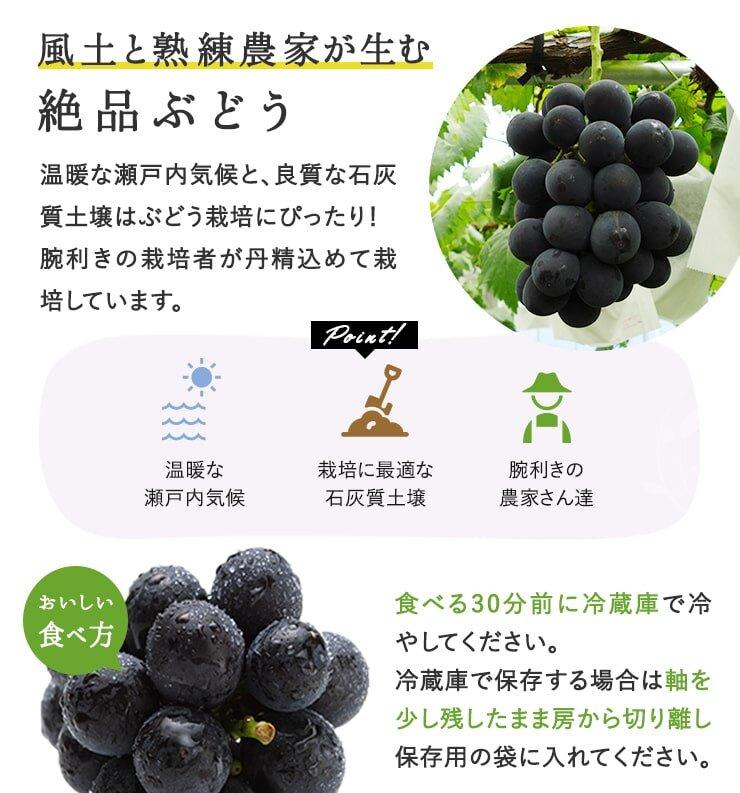 2026年  岡山県産　ぼっけえ大粒ニューピオーネ1房(800g以上) 化粧箱入り