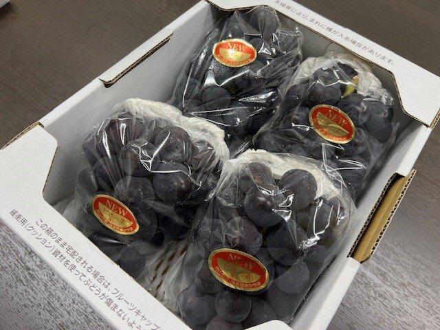 ぶどう 2026年 岡山県産 ニューピオーネ4房(1房480g以上)