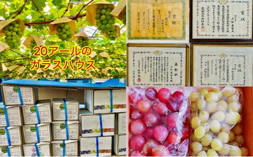 ぶどう2026年  クイーンニーナ シャインマスカット 厳選 秀品 粒だけ 約2kg 農林大臣賞受賞 岡山 国産 果物 フルーツ シャイン マスカット2026年8月上旬から発送