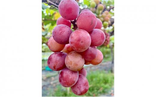 ぶどう2026年  クイーンニーナ 秀品 粒だけ 約1kg 岡山 国産 果物 フルーツ  2026年8月上旬から発送