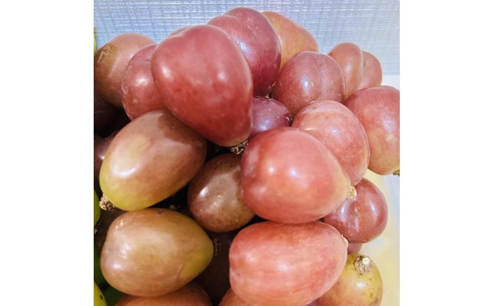 ぶどう 2026年  マイハート 秀品 粒だけ 約1kg 岡山 国産 果物 フルーツ 2026年8月中旬から発送