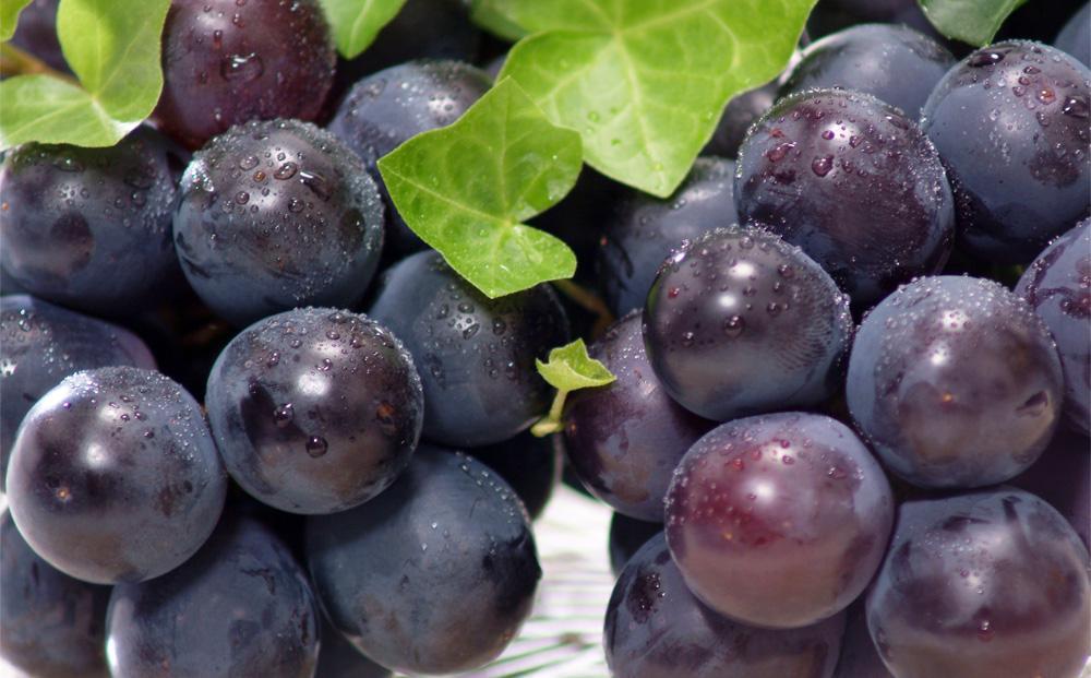 【定期便2回】白桃 4～6玉 約1.1kg（7月発送）・ニューピオーネ 1房 約600g（9月発送）【定期便 白桃 桃 もも モモ ニューピオーネ 葡萄 ぶどう ブドウ 果物 フルーツ 岡山県 倉敷市 おすすめ 人気】