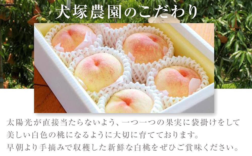 固めの 桃 2026年  贈答用 岡山市一宮産 白桃（晩生種）約1.7kg 4～6玉 もも モモ フルーツ 果物 ギフト 犬塚農園
