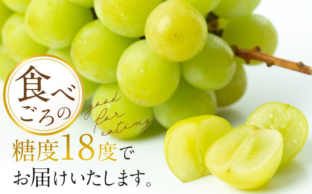 ぶどう 2025年  黒川農園 自慢 ! の 大粒 大房 シャイン マスカット 1房 700g以上 ブドウ 葡萄  岡山県産 国産 フルーツ 果物 ギフト