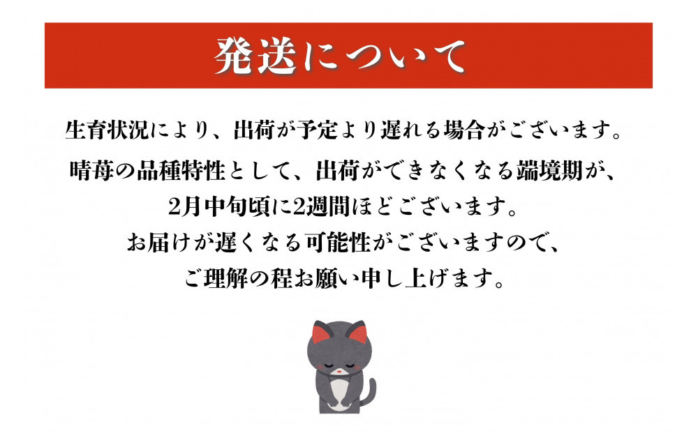 かもめファーム 晴苺 化粧箱 400g（9～15粒）岡山県産 いちご 秀品