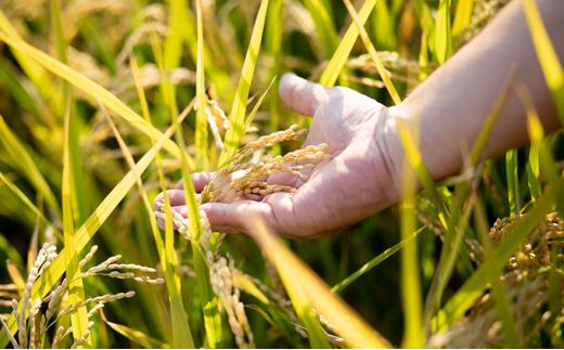 令和7年産 備前乙女米 白米 10kg （10kg×1袋） お米 精米 白米 ライス 乳酸菌栽培 岡山県 石原果樹園