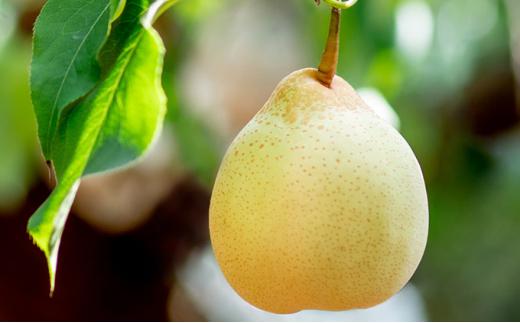 梨 2025年  備前乙女梨（鴨梨） 3～4玉入り（2kg以上）贈答箱  ナシ なし 岡山県産 国産 フルーツ 果物 ギフト 石原果樹園