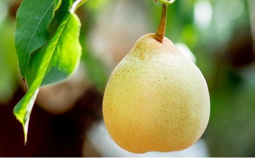 梨 2025年  備前乙女梨（鴨梨） 6～9玉入り（4kg以上）贈答箱 ナシ なし 岡山県産 国産 フルーツ 果物 ギフト 石原果樹園