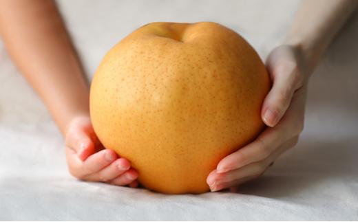 梨 2025年  備前横綱梨（あたご梨） 超大玉1玉 1kg～1.4kg・備前乙女梨（鴨梨） 3～5玉 詰合せ 合計3.0kg以上 贈答箱 岡山県産 フルーツ ギフト 石原果樹園