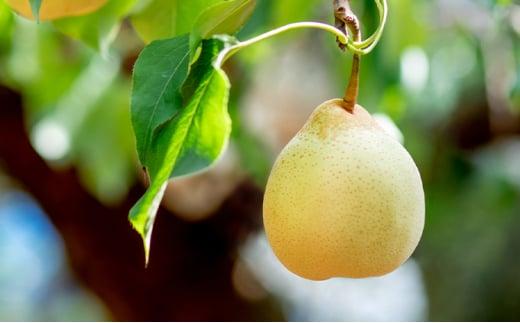 梨 2025年  あたご梨・鴨梨（ヤーリー）詰合せ 合計約3kg 贈答箱 ナシ なし 岡山県産 国産 フルーツ 果物 ギフト 石原果樹園