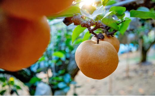 梨 2026年  あたご梨 1玉（約1.1kg） 贈答箱赤秀【ナシ なし 岡山県産 国産 フルーツ 果物 ギフト 石原果樹園】
