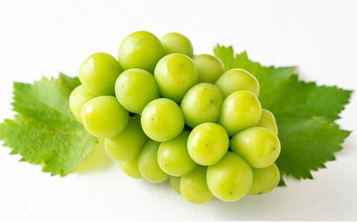 フルーツ 定期便 2025年  天晴れ おかやま 果物 定期便 (4)  白桃 1回 ニュー ピオーネ 1回／ シャイン マスカット 1回 合計3回お届け！ 岡山県産 国産 セット ギフト