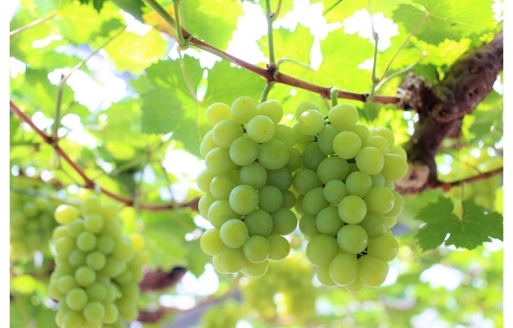 2026年 岡山県産 マスカット・オブ・アレキサンドリア 2房 約1.2kg くぼ農園