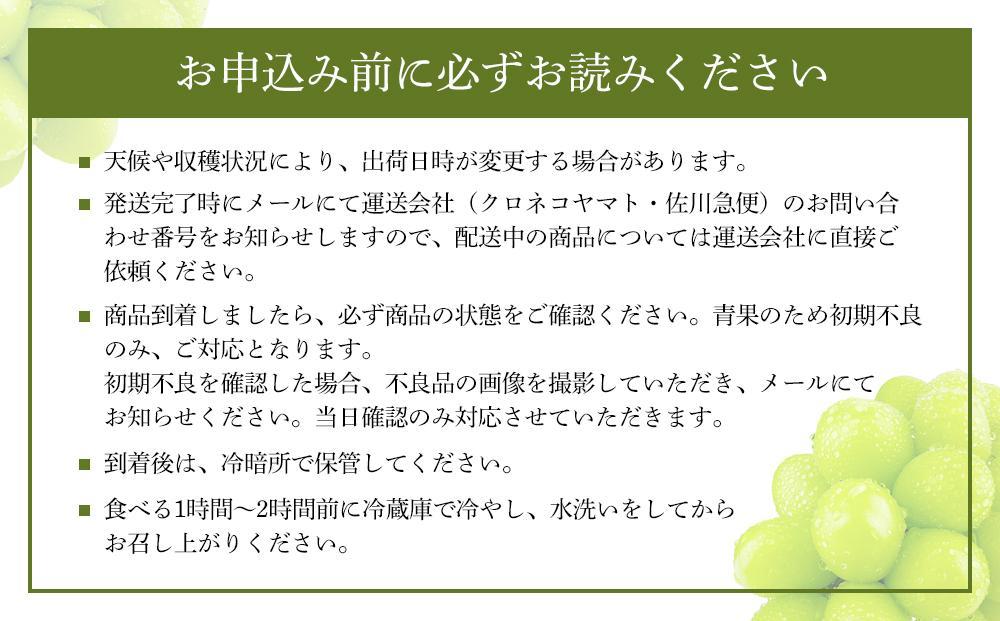 2026年　　受付中　シャインマスカット　晴王　2房　約1.3kg　２回　定期便　　9月・10月に1回ずつ発送　岡山県産　種無し　皮ごと食べる　みずみずしい　甘い　フレッシュ　9月～10月発送　晴れの国　おかやま　果物大国　彩美菜果 岡山県 岡山市 おすすめ 人気