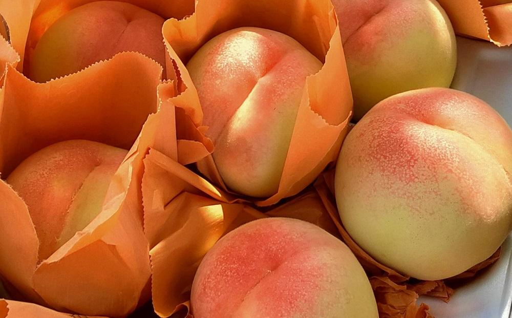 岡山市産 白桃 ご家庭用 約1.5kg 5~6玉 ＜2026年7月上旬～8月下旬頃出荷＞