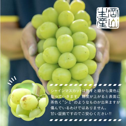 岡山県産 シャインマスカット 1kg以上（2～3房）＜先行受付：2026年9月上旬～発送＞