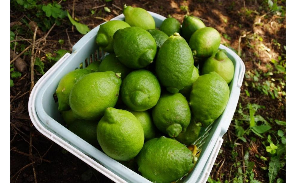 レモネード　900ml×3本セット