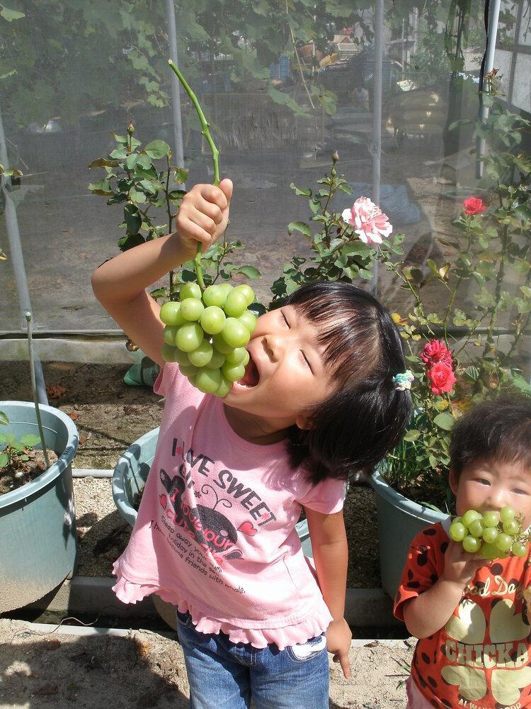 ぶどう 2026年  ニュー ピオーネ 約1.8kg 3～5房 減農薬 栽培 ブドウ 葡萄  岡山県産 国産 フルーツ 果物 ギフト  ばんの農園