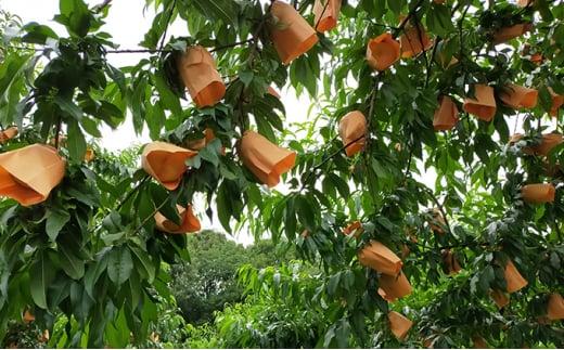 桃 2026年  井頭 白桃 4～6玉入り 1.5kg規格箱 もも モモ 岡山県産 国産 フルーツ 果物 ギフト 井頭栄果園