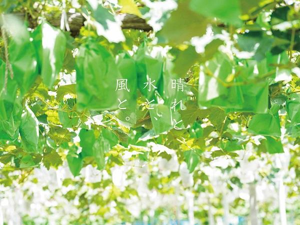 家庭用 ニューピオーネ　2～3房 合計1.4kg以上 産地直送 朝採れ ぶどう 葡萄 岡山 Kawahara Green Farm　岡山県産 2026年