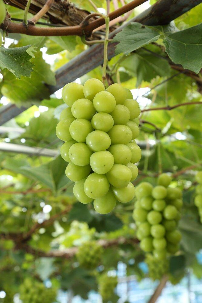 桃 ぶどう 2026年 岡山県産 詰合/白桃2玉(1玉220g以上)・ニューピオーネ1房(480g以上)・シャインマスカット『晴王』1房(480g以上) 化粧箱入り