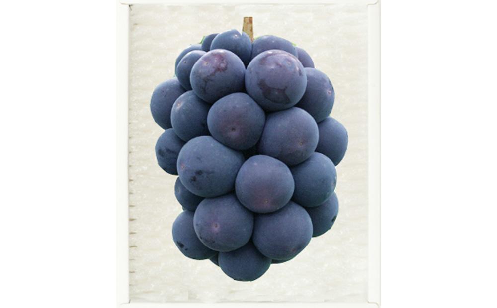 【定期便2回】白桃 4～6玉 約1.1kg（7月発送）・ニューピオーネ 1房 約600g（9月発送）【定期便 白桃 桃 もも モモ ニューピオーネ 葡萄 ぶどう ブドウ 果物 フルーツ 岡山県 倉敷市 おすすめ 人気】