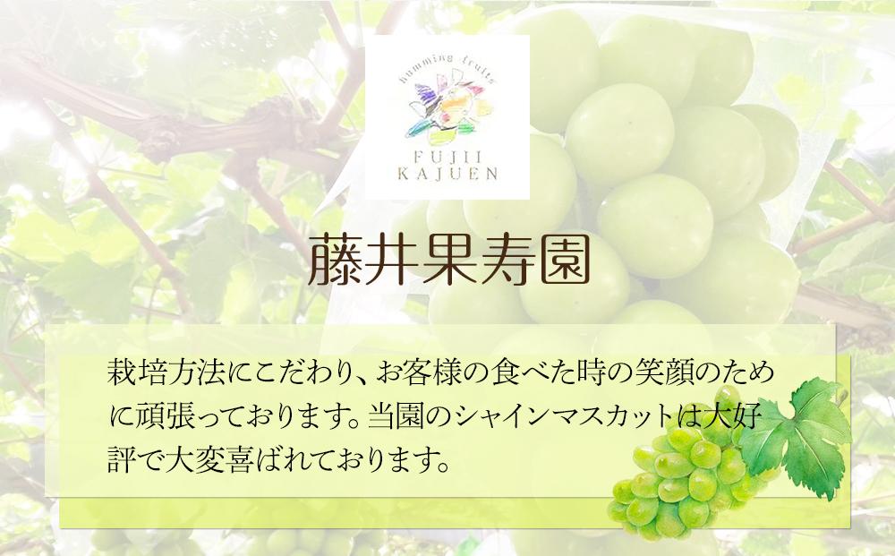 ぶどう 2025年 先行予約 岡山県産 訳あり シャインマスカット 1kg以上 摘み落とし＜9月以降発送＞: 岡山市ANAのふるさと納税