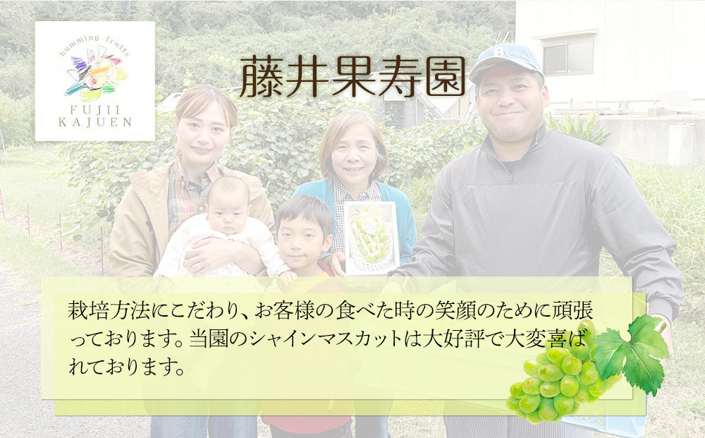  家庭用 2026年 糖度18度以上 岡山県産 シャインマスカット 500g以上 2房 1kg以上  ＜9月以降発送＞
