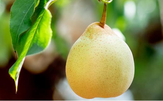 梨 2025年  備前横綱梨（あたご梨） 超大玉1玉 1kg～1.4kg・備前乙女梨（鴨梨） 3～5玉 詰合せ 合計3.0kg以上 贈答箱 岡山県産 フルーツ ギフト 石原果樹園