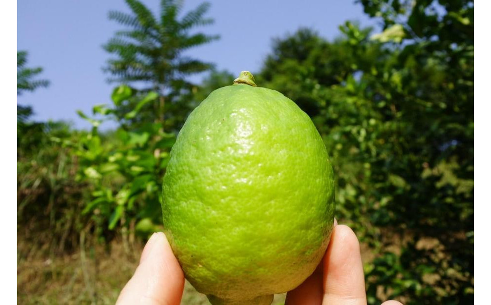 レモネード　900ml×3本セット