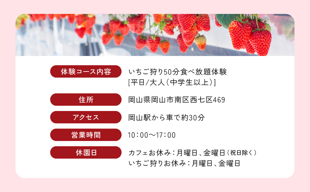 【いちご狩り】50分食べ放題体験　平日/大人（中学生以上）【いちご 苺 苺狩り フルーツ 果物 体験券 岡山市 岡山県 おすすめ 人気 食べ放題 岡山いちご狩り】