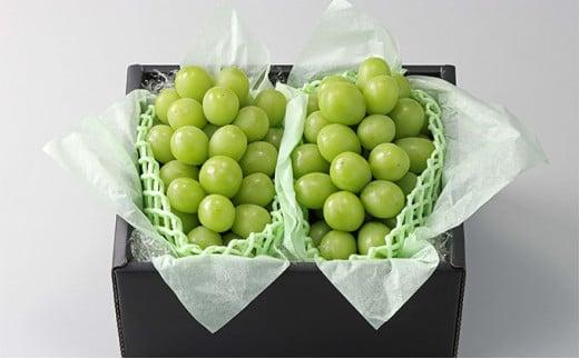 ぶどう 2026年  農家こだわりのシャインマスカット 2房 合計約1.0kg 贈答クラス ブドウ 葡萄  岡山市産 国産 フルーツ 果物 ギフト 【 Nini farm 農家 直送 】