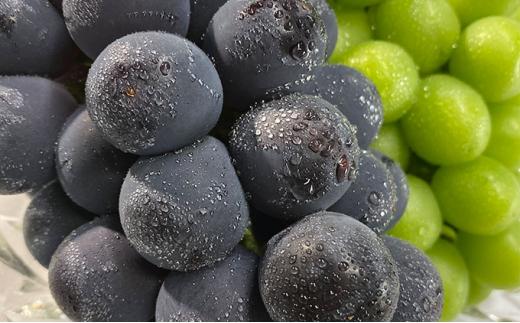 ぶどう 2026年  農家こだわりの シャイン マスカット ＆ ニュー ピオーネ 2房 合計約1.2kg 贈答クラス ブドウ 葡萄  岡山市産 国産 フルーツ 果物 ギフト 【 Nini farm 農家 直送 】