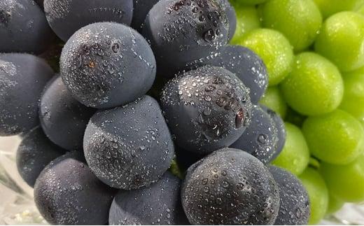 ぶどう 2026年  農家こだわりのシャインマスカット ＆ ニュー ピオーネ 2房 合計約1.0kg 贈答クラス ブドウ 葡萄  岡山市産 国産 フルーツ 果物 ギフト 【 Nini farm 農家 直送 】