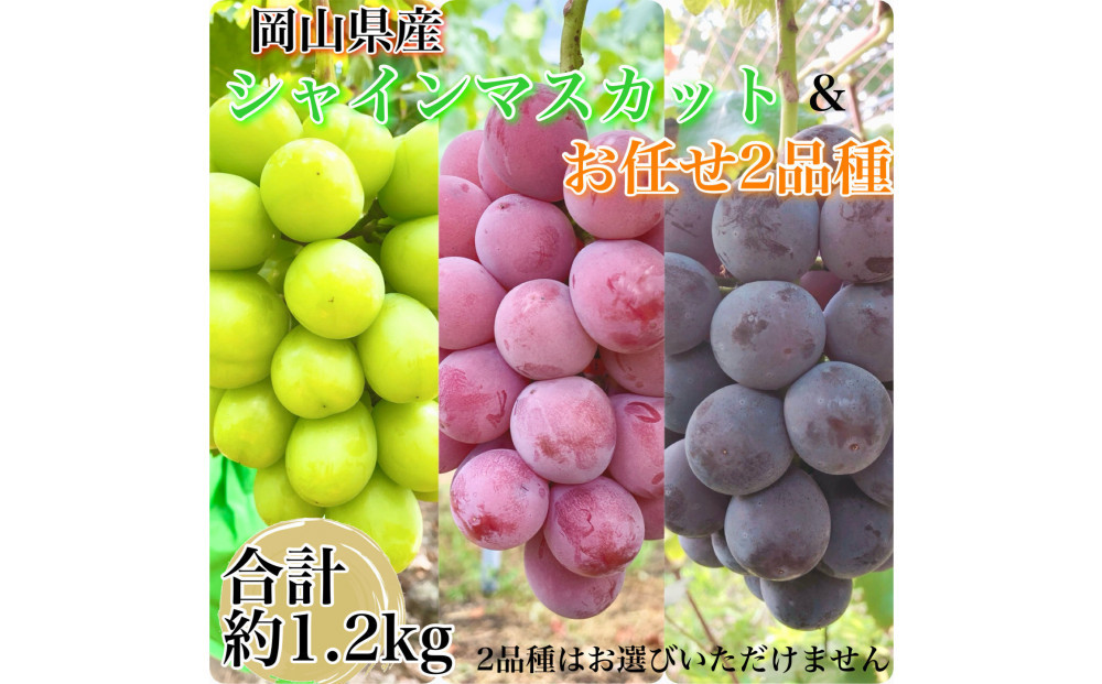 ぶどう 2026年 農家こだわりのシャインマスカット＆お任せ２品種  ３房合計約1.2ｋg ブドウ 葡萄 岡山県産 国産 フルーツ 果物 ギフト 【 Nini farm 農家 直送 】