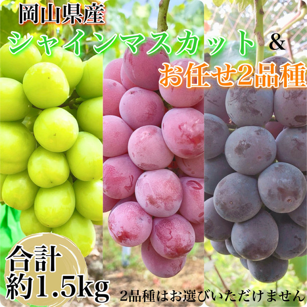 ぶどう 2026年 農家こだわりのシャインマスカット＆お任せ２品種  ３房合計約1.5ｋg ブドウ 葡萄 岡山県産 国産 フルーツ 果物 ギフト 【 Nini farm 農家 直送 】