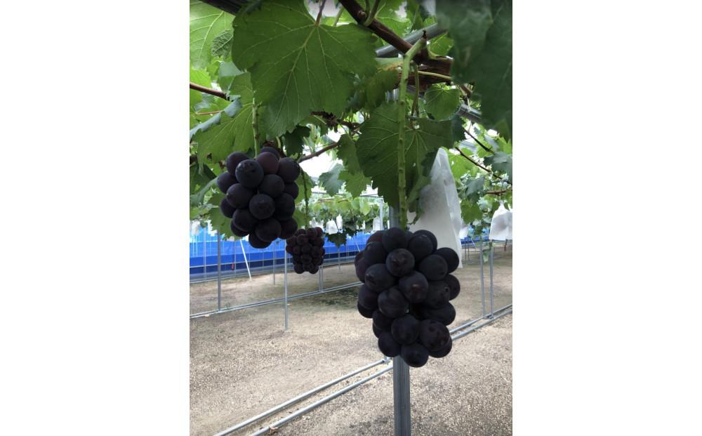 ぶどう 2025年  岡山県産 ぶどう ニューピオーネ 2房・シャインマスカットのドライフルーツ 40g×2袋 セット