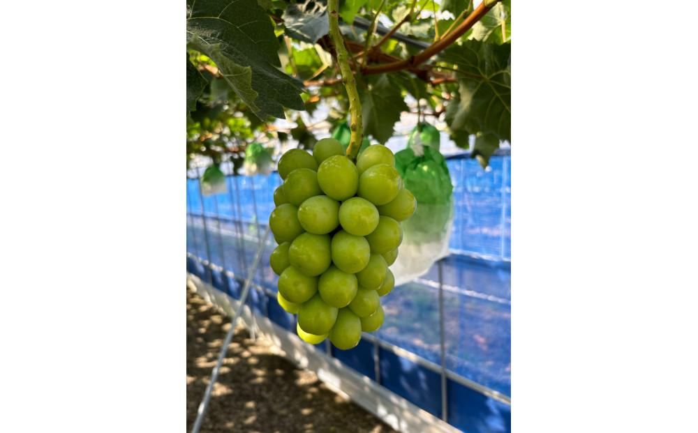 ぶどう 2025年  岡山県産 朝採れ シャインマスカット 2房（1kg以上）・シャインマスカットのドライフルーツ 40g×2袋 セット